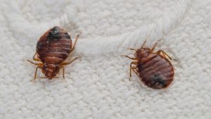 The Best Ways to Keep Your Home Bed Bug-Free